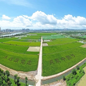 稻田为纸 彩稻为笔~市农科所巧植“稻田字”庆祝建党100周年