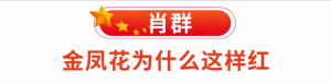 广东城管执法系统“强转树”先进人物专访系列报道 | 肖群:金凤花为...