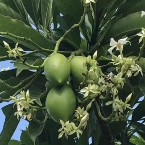 硕果累累挂枝头,这些芒果好看不能吃!