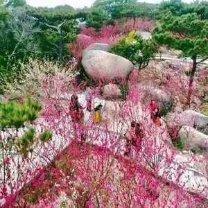 汕头濠江:东风着意,先上小桃枝|绿美广东 “花”式打卡