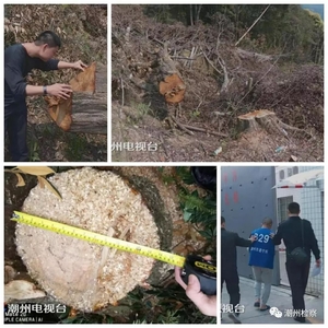 【案件发布】潮州市人民检察院依法批准逮捕一名涉嫌盗伐林木犯罪嫌疑人