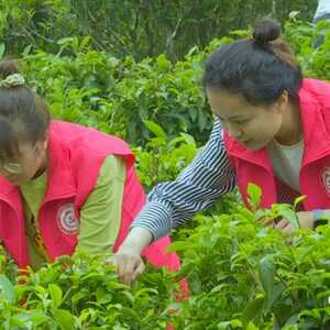 南澳新茶绿  开心话丰年