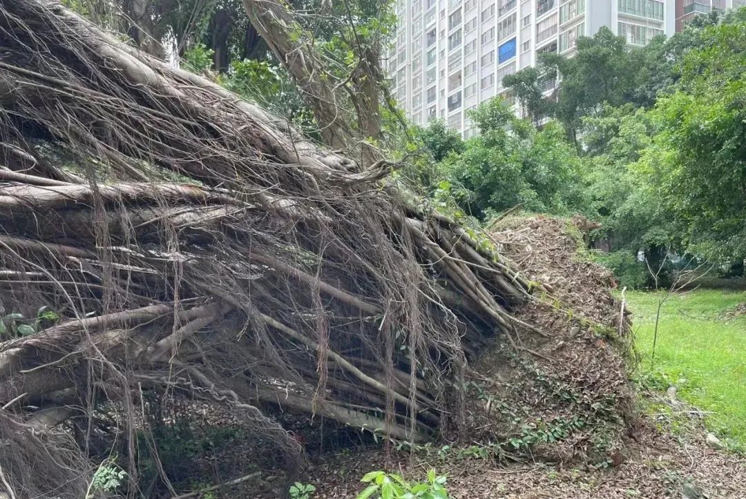 大树昨晚倒伏阻断道路,为何到今天中午还没清理?