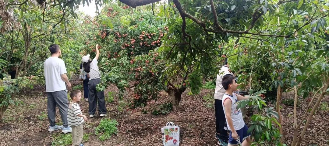 社会组织上山来  助农增收摘“荔”忙