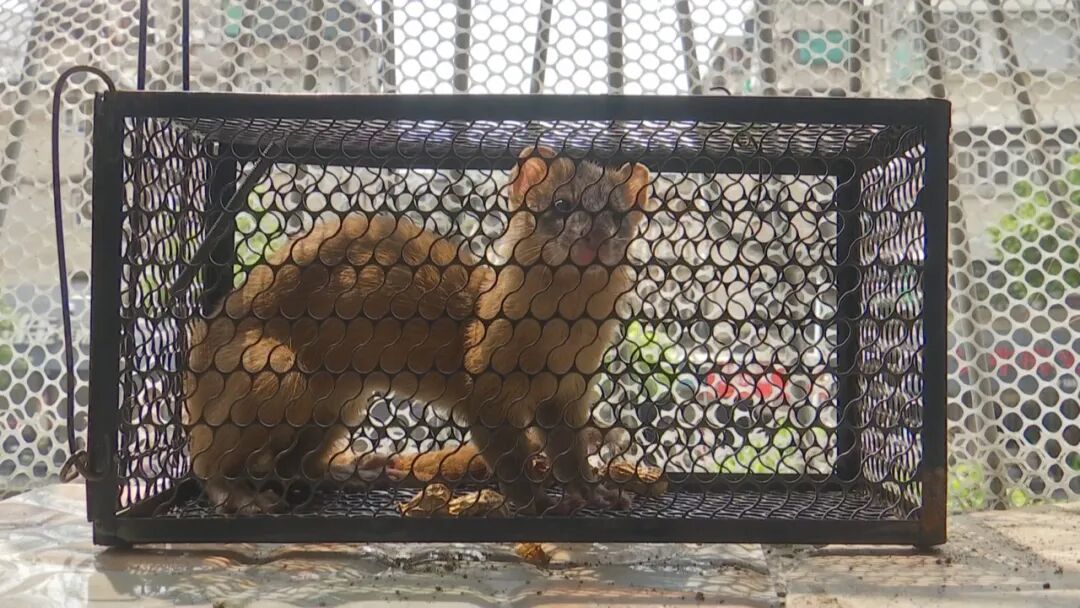 阳台设机关捕鼠  黄鼠狼误入笼中