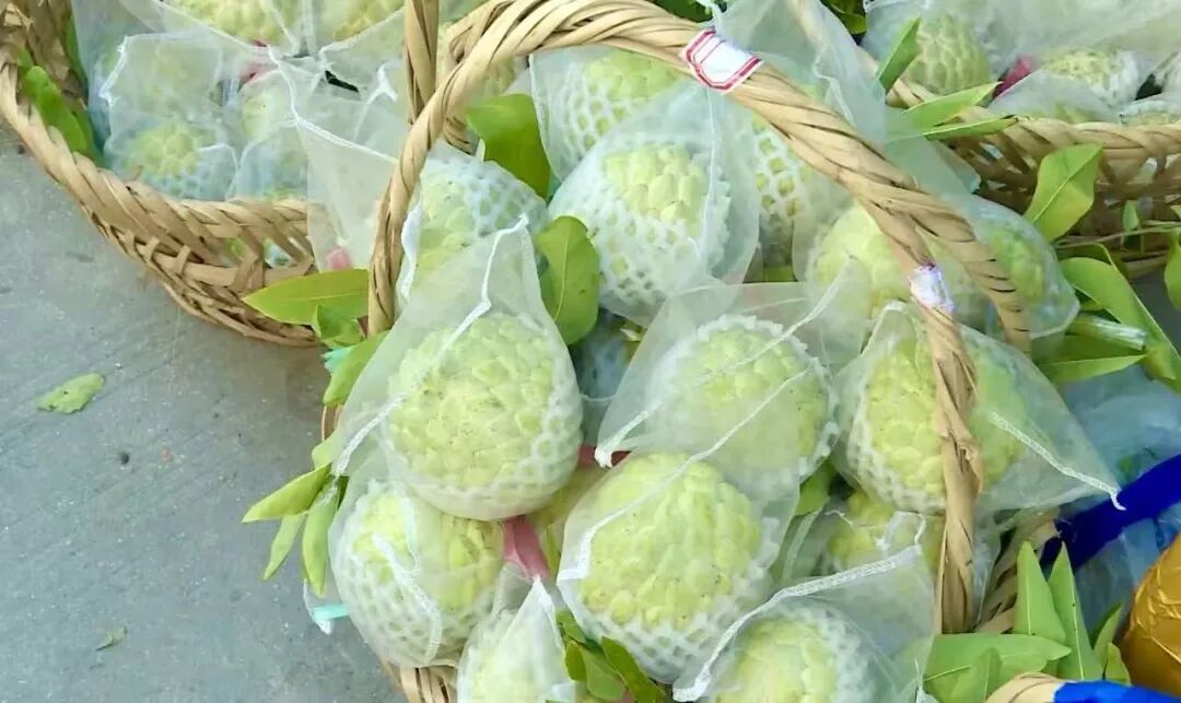 樟林林檎飘香   产量高价略低