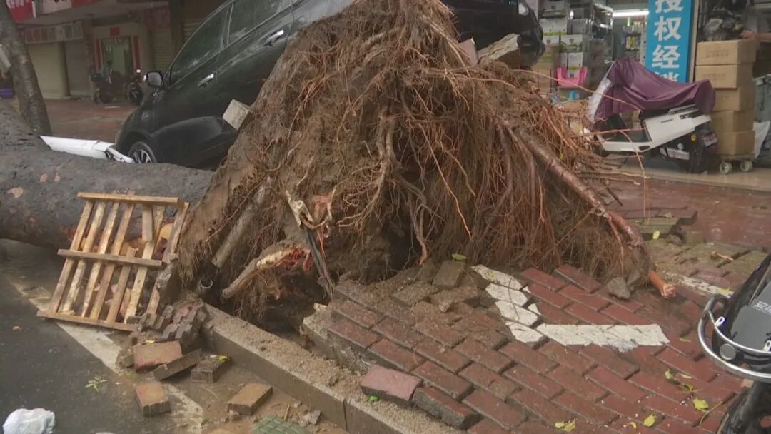 风雨中路树倒伏  顶起一辆小轿车