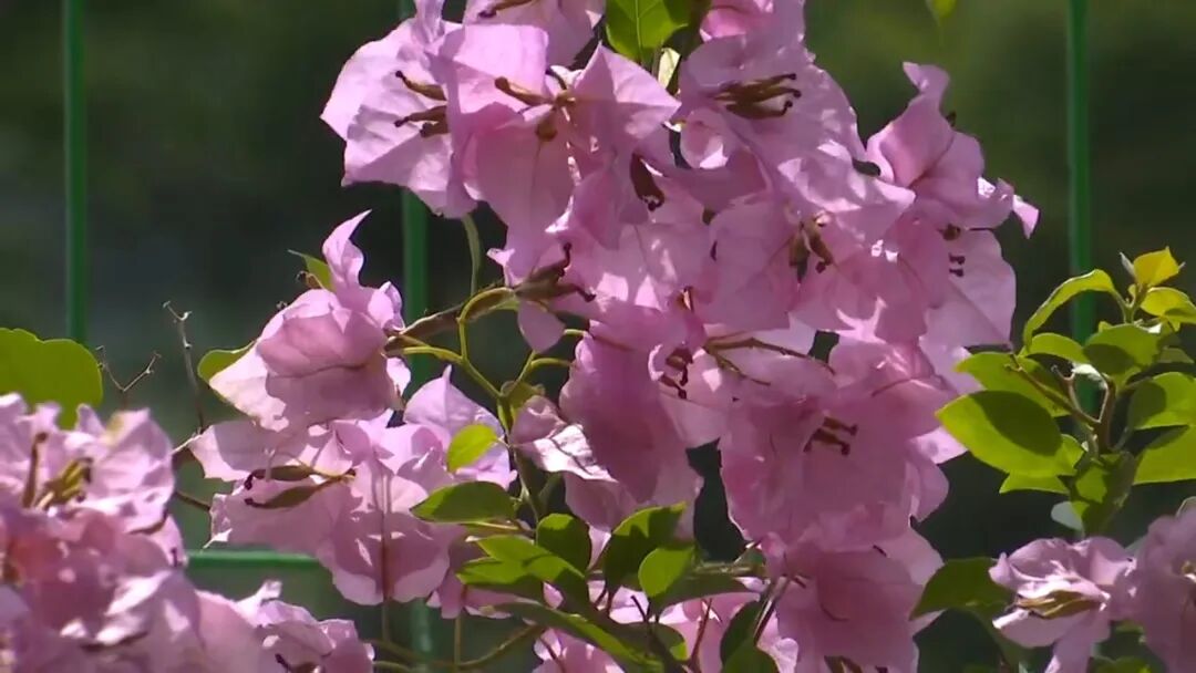 东湖虎空山 三角梅绽放