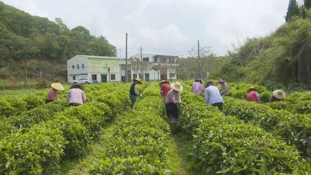 红场春茶“抢鲜”采  单丛香飘万亩山