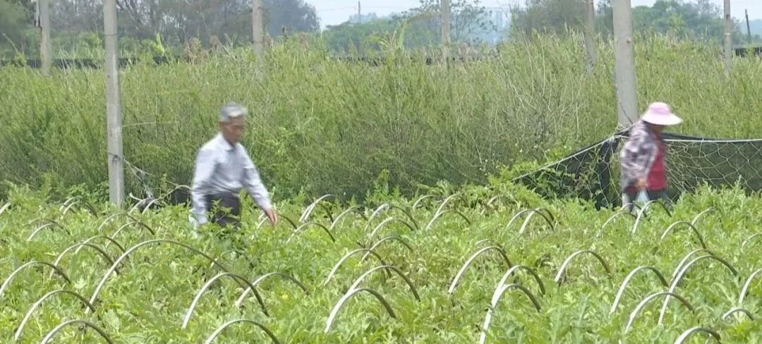 甜中带咸!北港西瓜供不应求
