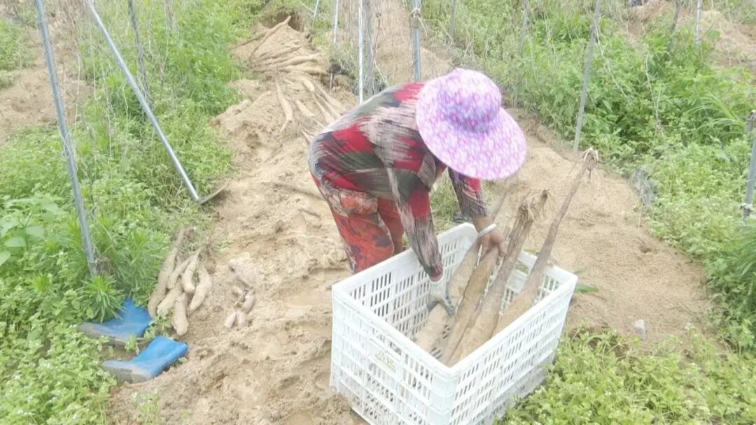 家乡沙地种淮山  “70”后新农人圆梦