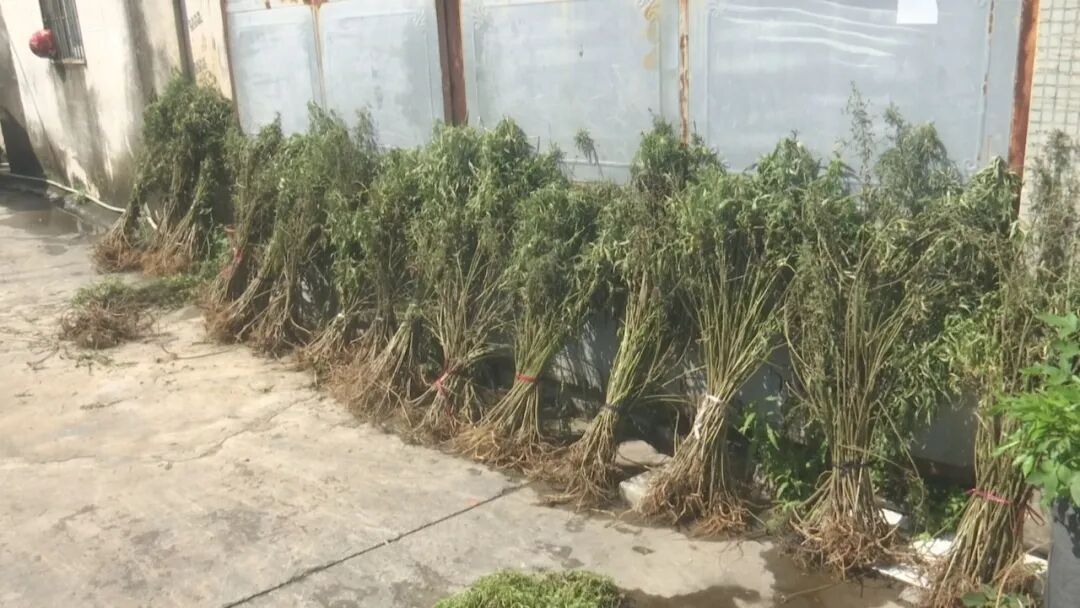 端午艾草香  中医话安康