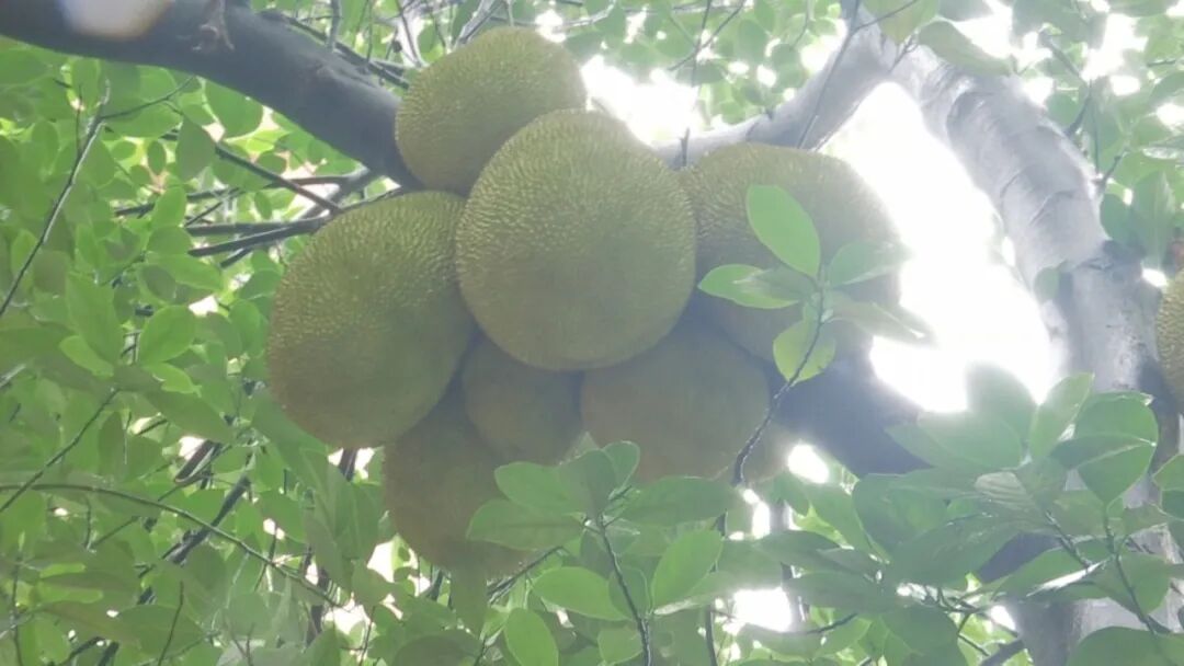 路边菠萝蜜渐成熟  市民担心掉落砸到人