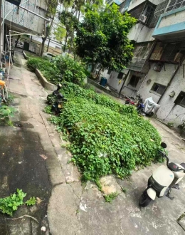 丽日庄西区33幢楼下杂草滋生蚊子