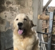 出金毛