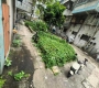 丽日庄西区33幢楼下杂草滋生蚊子