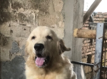 出金毛