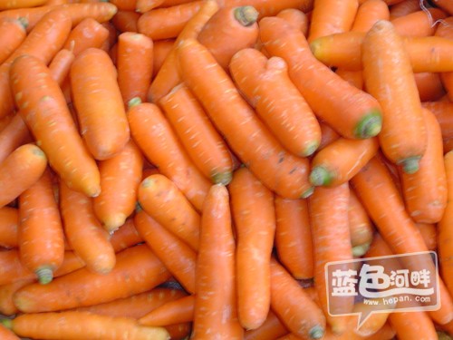 萝卜.jpg