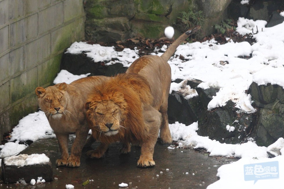 2013年1月5日，杭州动物园狮山，游客掷出的雪球砸中狮子。