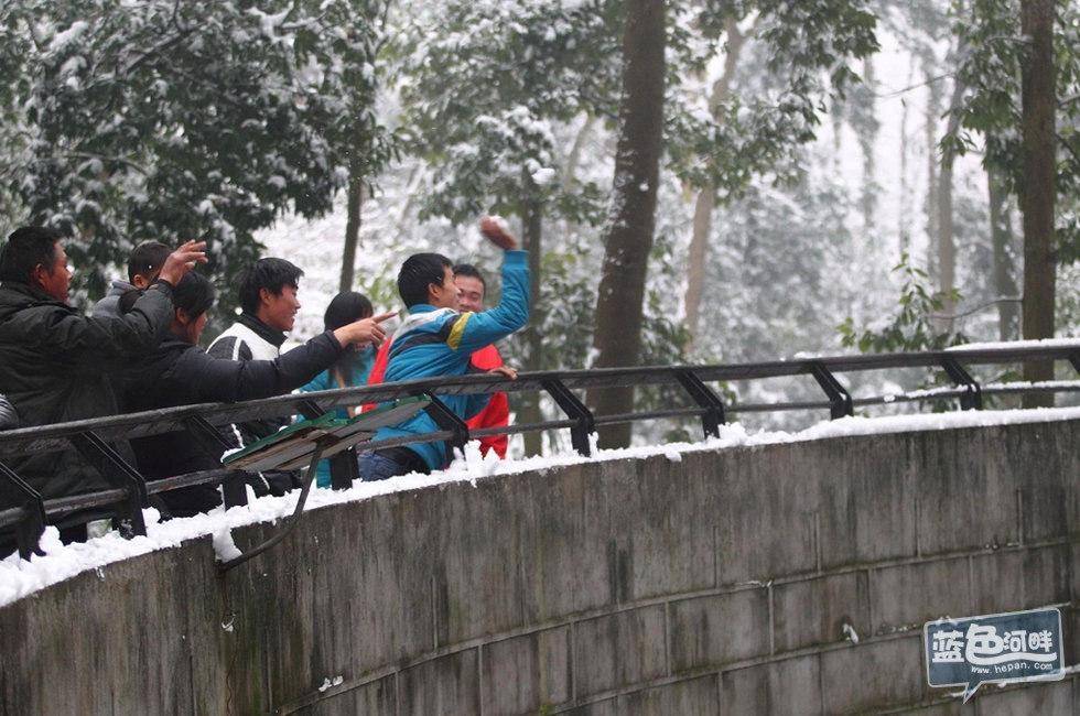 2013年1月5日，杭州动物园狮山，一群游客拿雪球砸狮子。