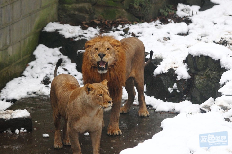 2013年1月5日，杭州动物园狮山，游客终于“尽兴”离去，公狮子大吼一声，死死盯着他们的背影。 ...