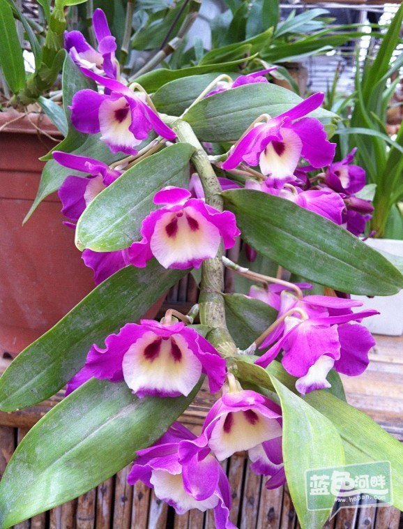 花1.jpg