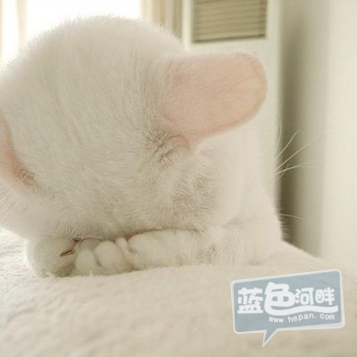 猫酱儿.jpg