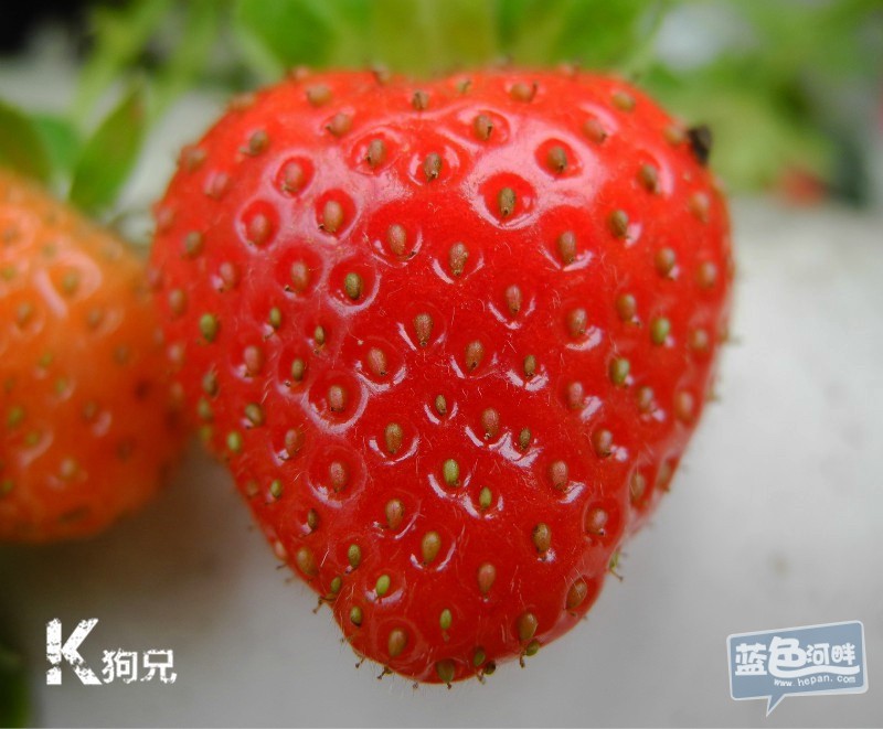 农业科学园的草莓