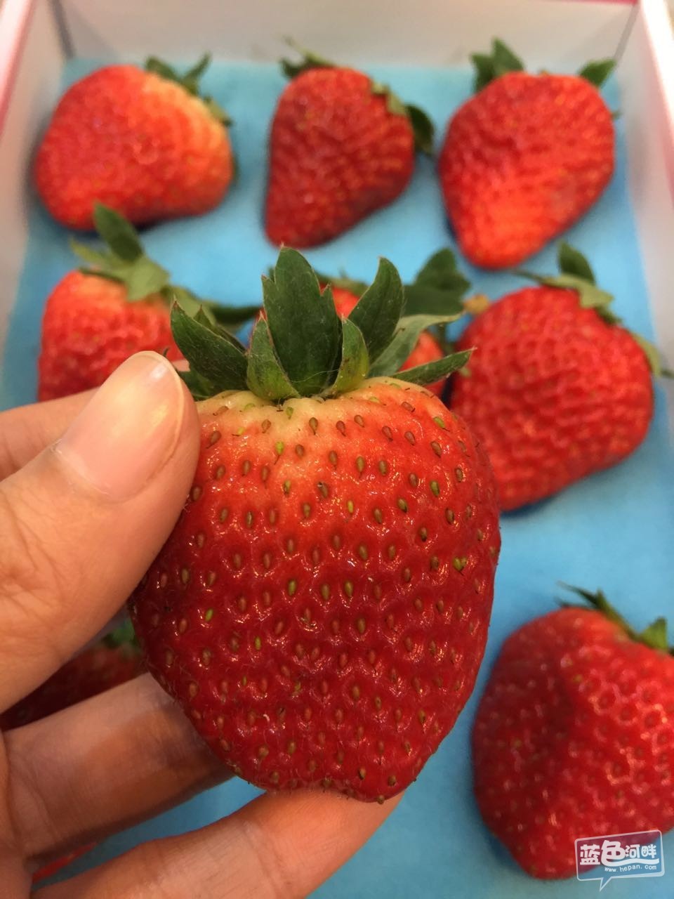 草莓2.jpg