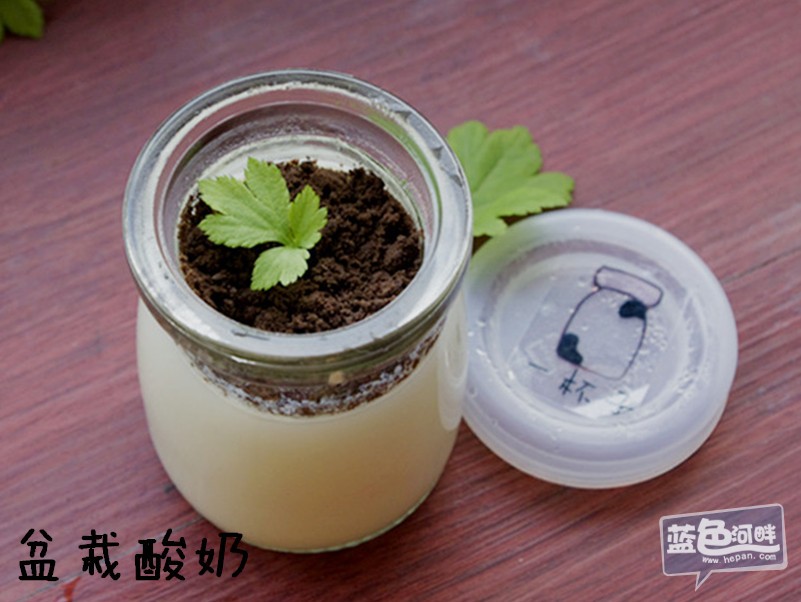 盆栽酸奶.jpg
