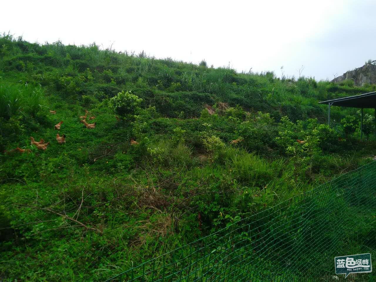 沉香树下的沉香鸡