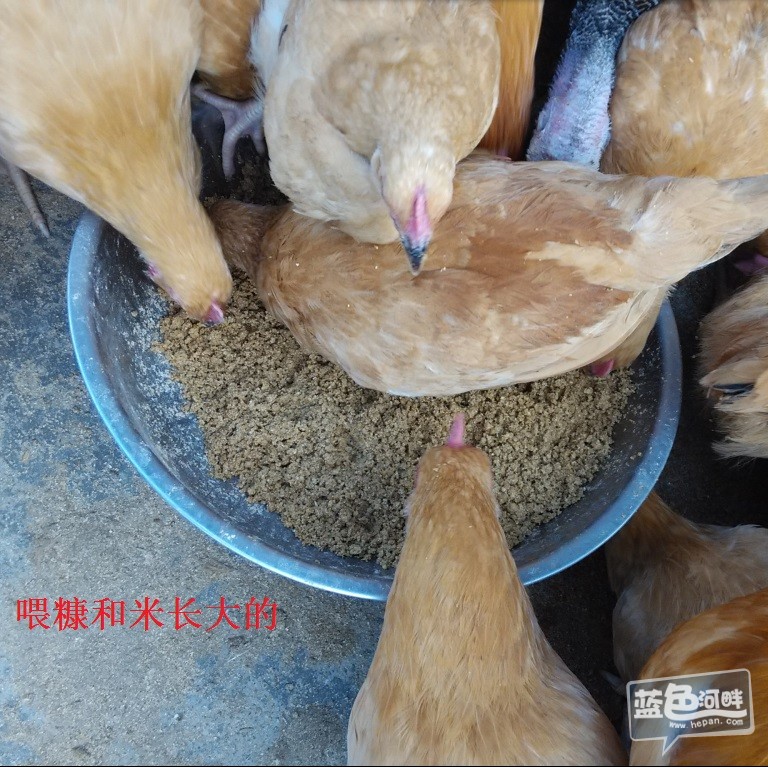 鸡1020.jpg
