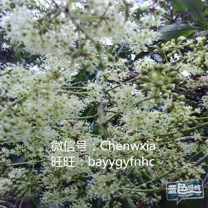 鸭脚木