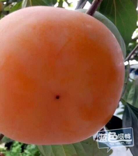 QQ截图20160109145717.jpg