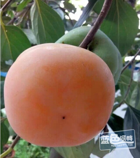 QQ截图20160109145735.jpg