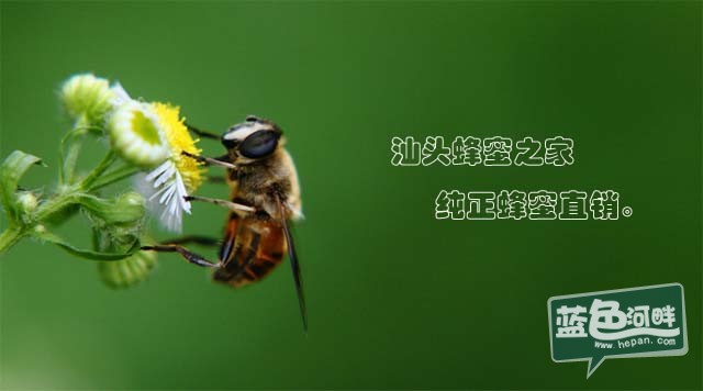 蜜蜂（字2）.jpg