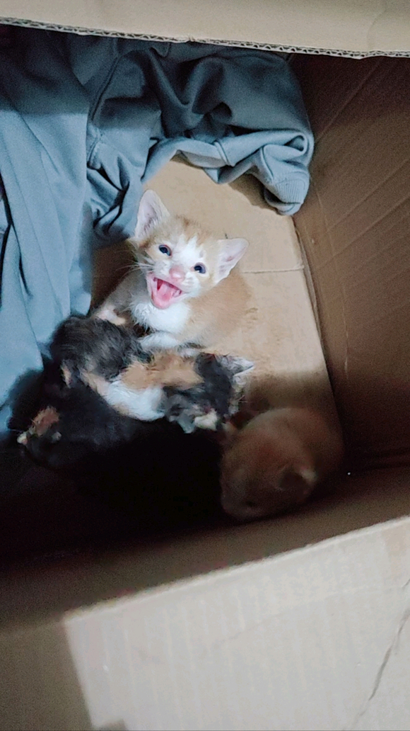 q2N4MS22mM6G3Ge4.jpg