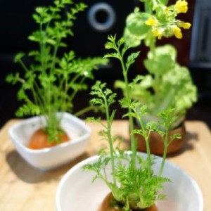 春季小清新---蔬菜盆栽