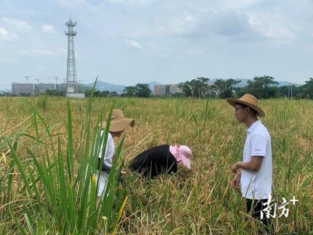 保险工作人员奔走田间地头帮助农民抢收早稻。受访者供图